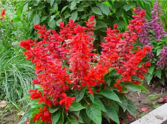 Сальвия плейона