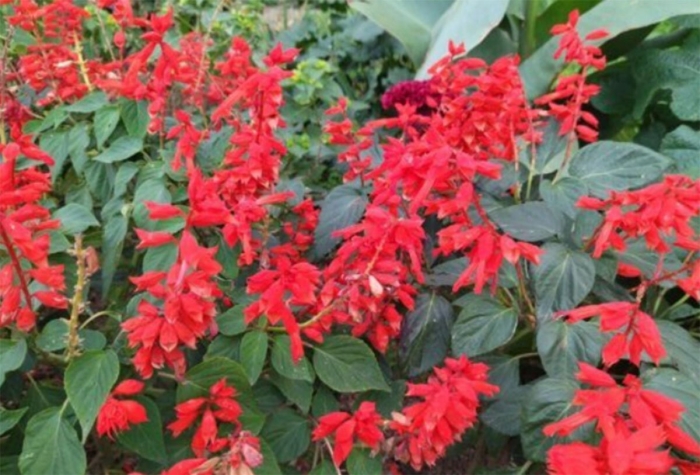 Сальвия красная кардинал