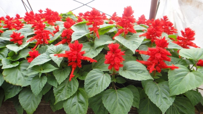 Сальвия однолетник