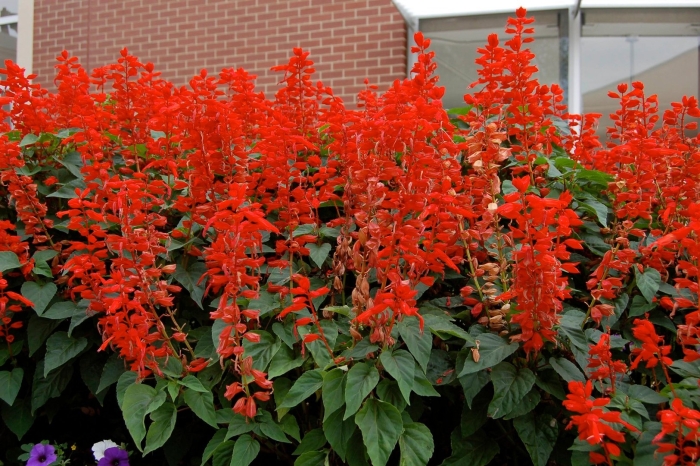 Salvia splendens