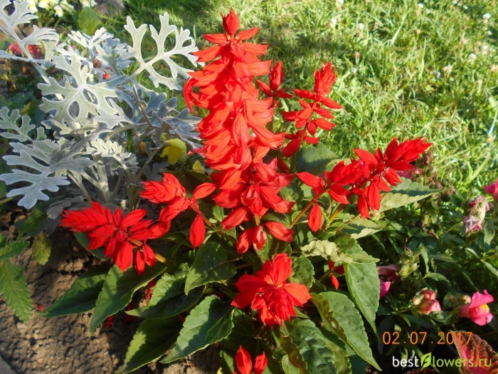 Цветы сальвия комета