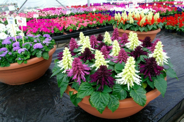 Сальвия редди