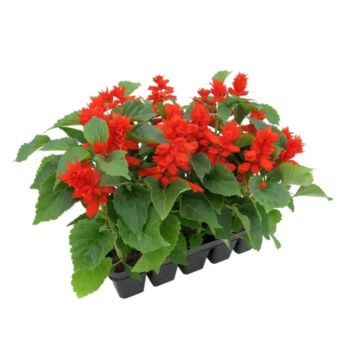 Сальвия брайт ред