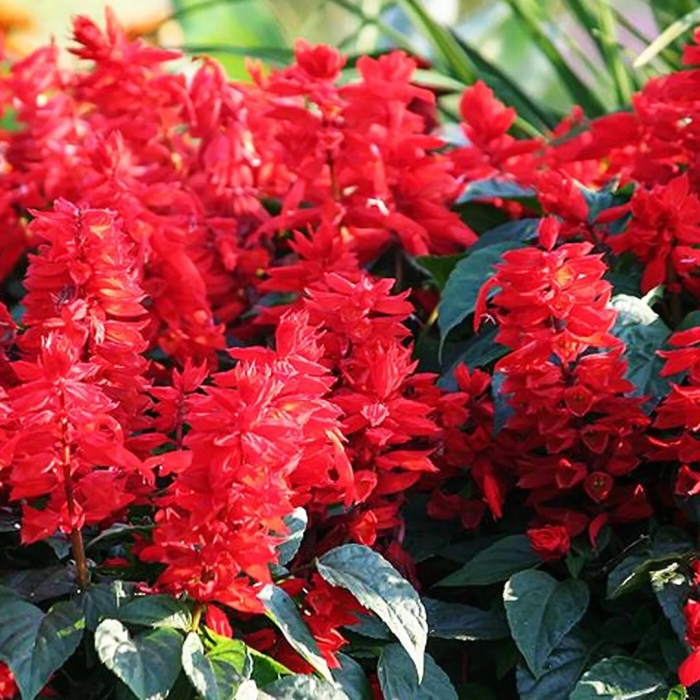 Сальвия сверкающая скарлет