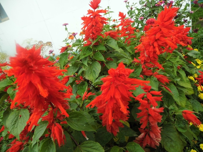 Сальвия малиновый салют