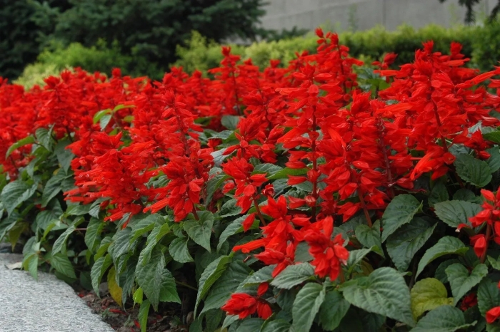 Сальвия скарлет пикколо