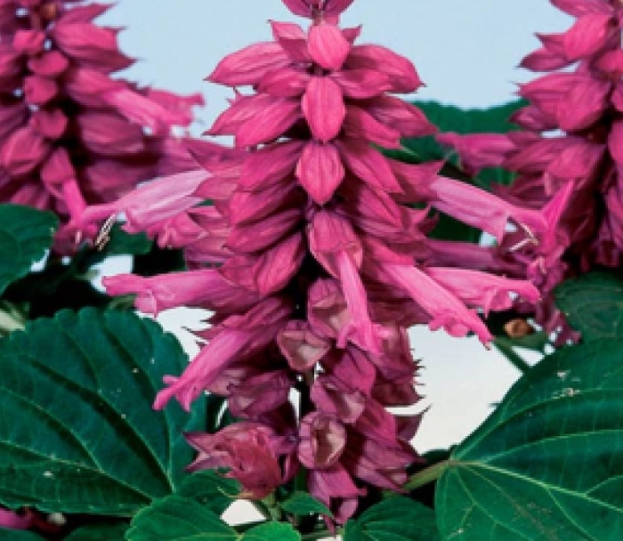 Сальвия редди лавендер