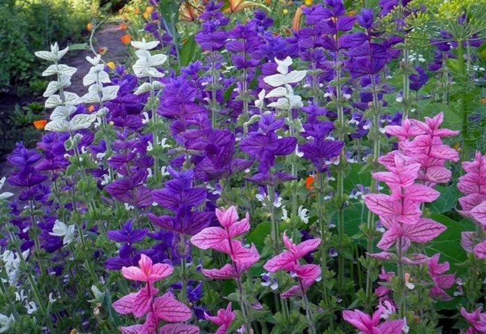 Сальвия хорминумовая