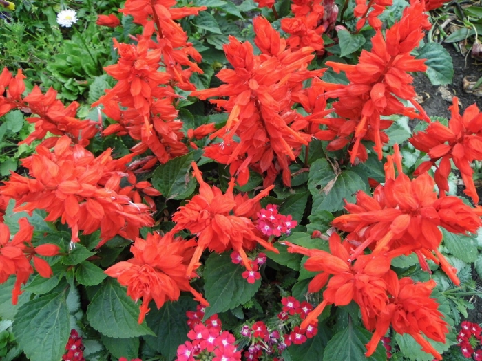 Сальвия сверкающая скарлет