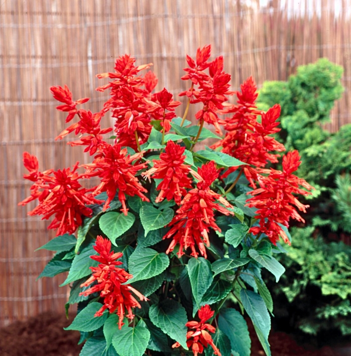 Сальвия виста ред