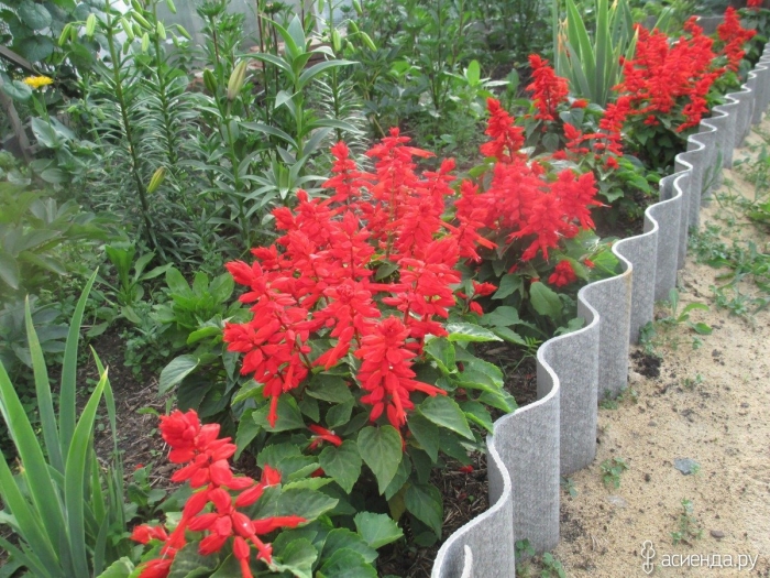 Цветок сальвия