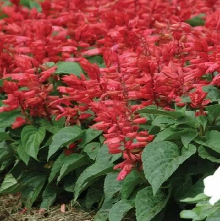 Сальвия красная