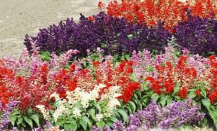 Сальвия на клумбе