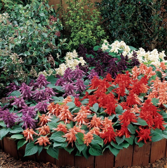 Сальвия виста микс