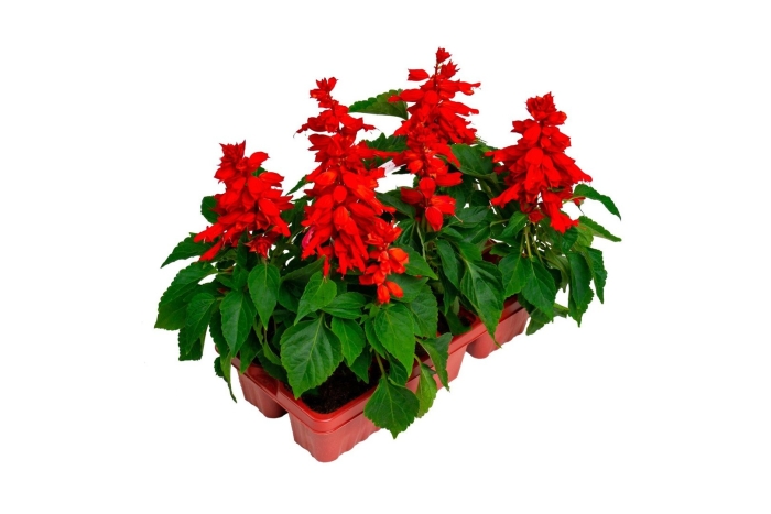 Сальвия брайт ред