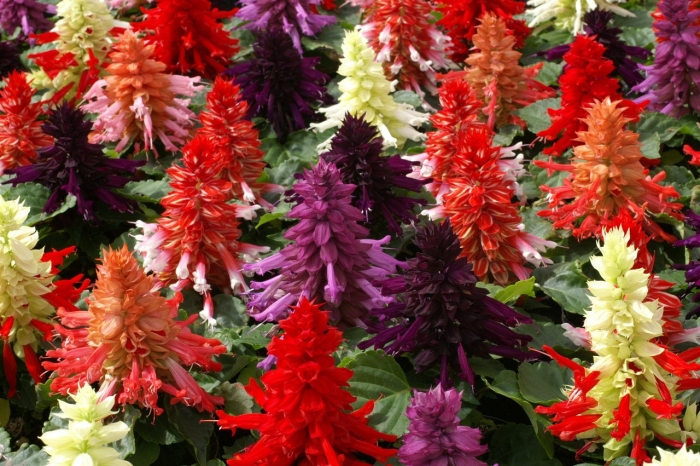 Сальвия сверкающая дварф микс