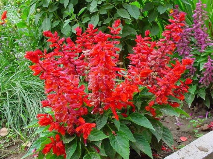 Сальвия плейона