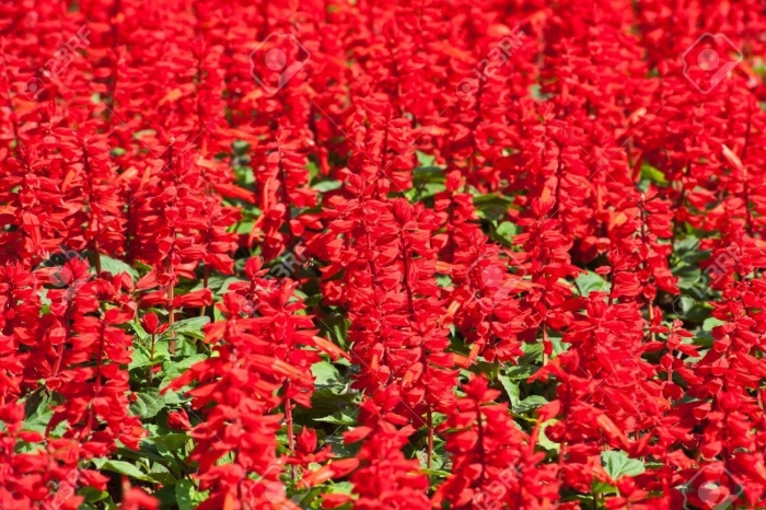 Шалфей красный