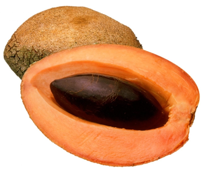 Мамея сапота