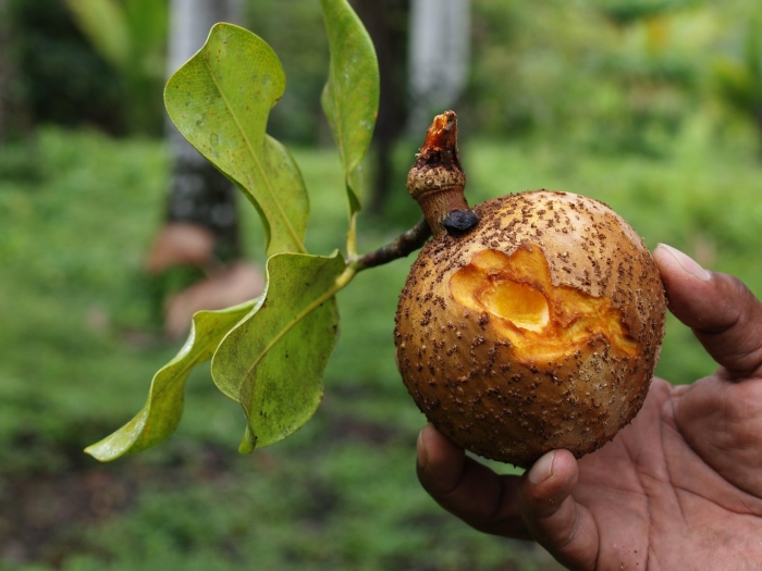 Маммея американская