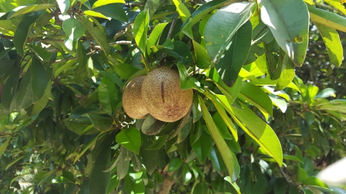 Сапотовое дерево саподилла