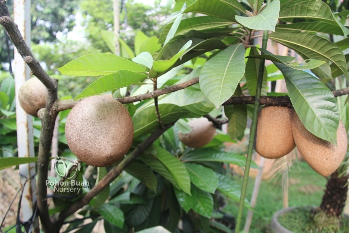 Маммея сапота