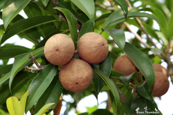 Сапотовое дерево саподилла