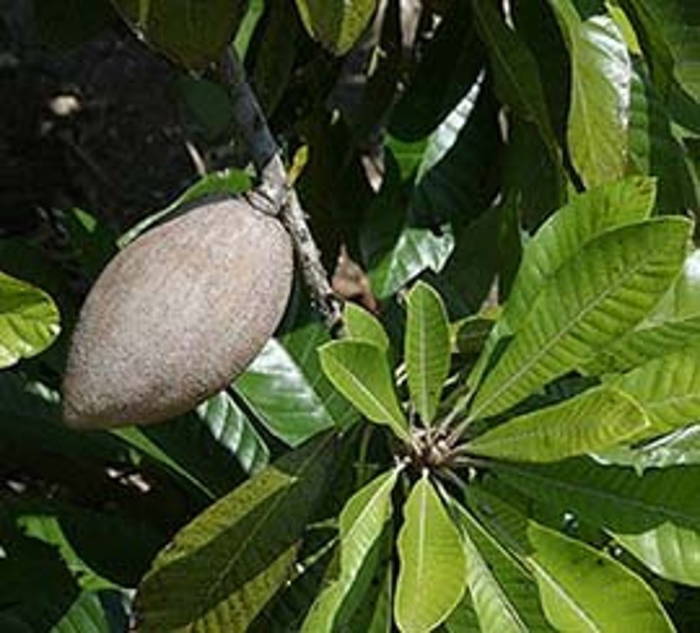 Mamey sapote