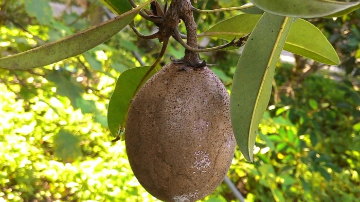 Саподилла плод семена