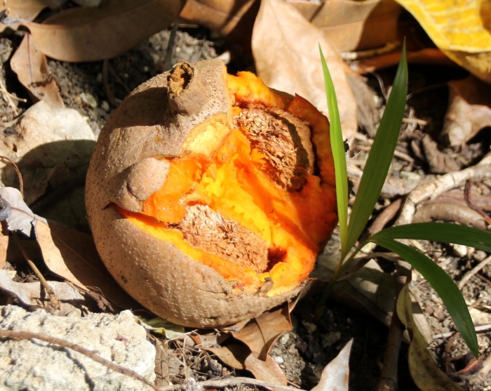 Маммея фрукт