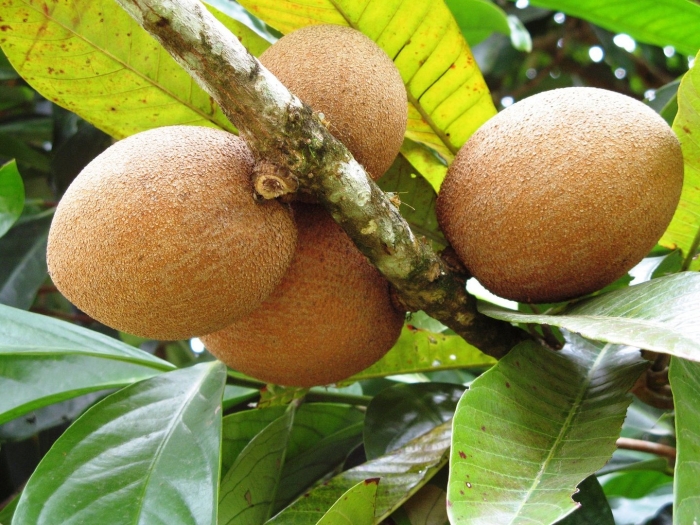 Mamey sapote