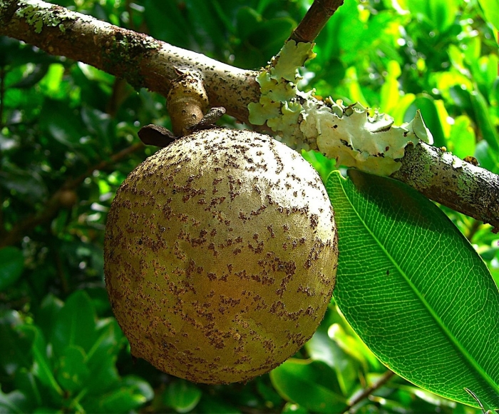 Bertholletia excelsa  бразильские орехи