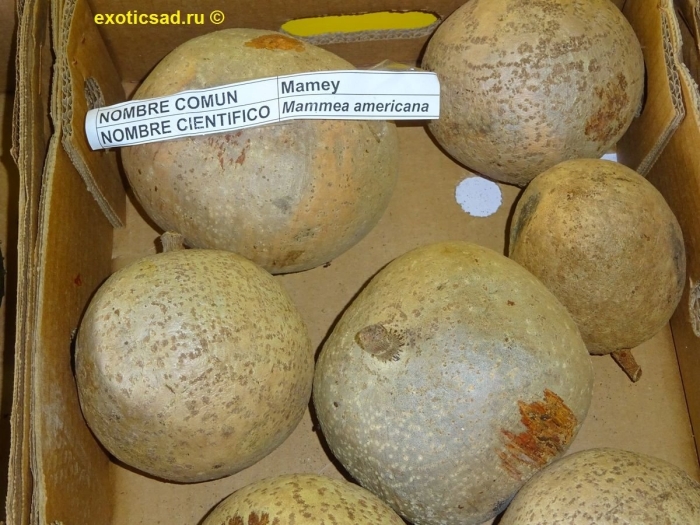Маммея американская