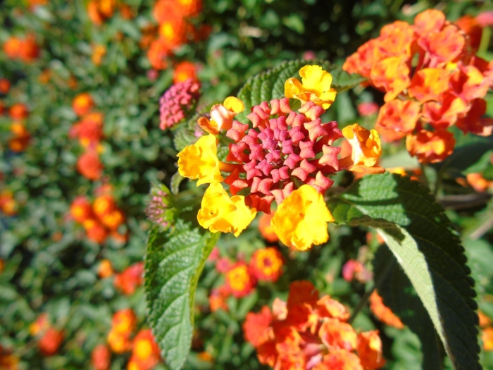 Lantana camara