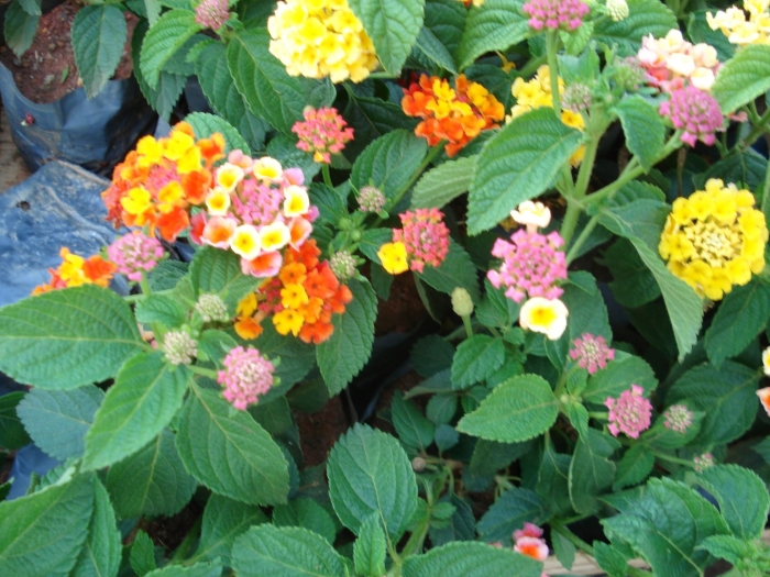 Лантана цветок многолетний