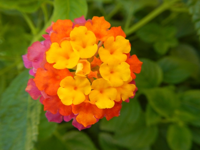 Вербена лантана