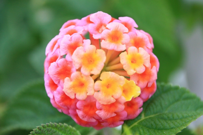 Лантана ампельная