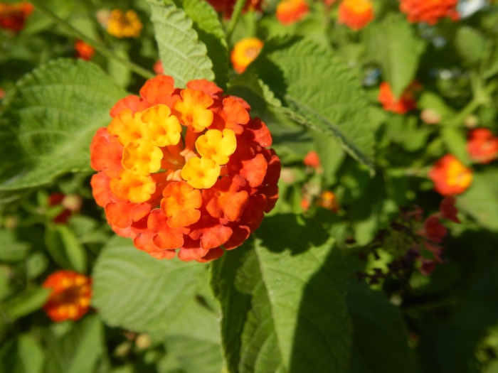 Лантана камара оранж