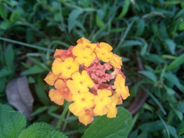 Лантана камара