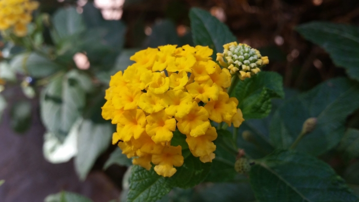 Лантана камара любава