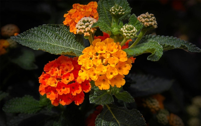 Лантана ампельная