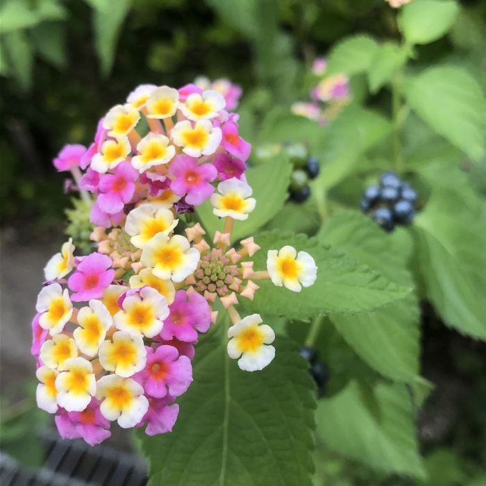 Lantana camara
