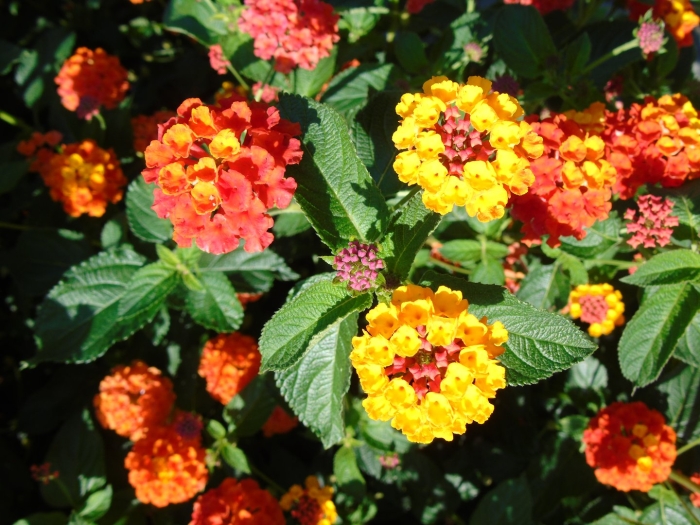 Lantana camara