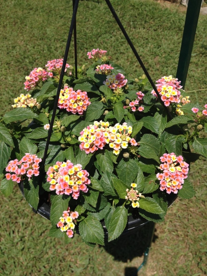 Лантана сводчатая любава