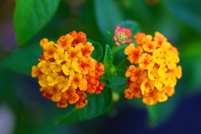 Лантана желтая