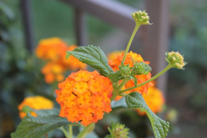 Лантана оранжевая