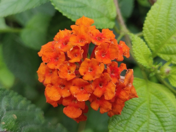 Lantana camara