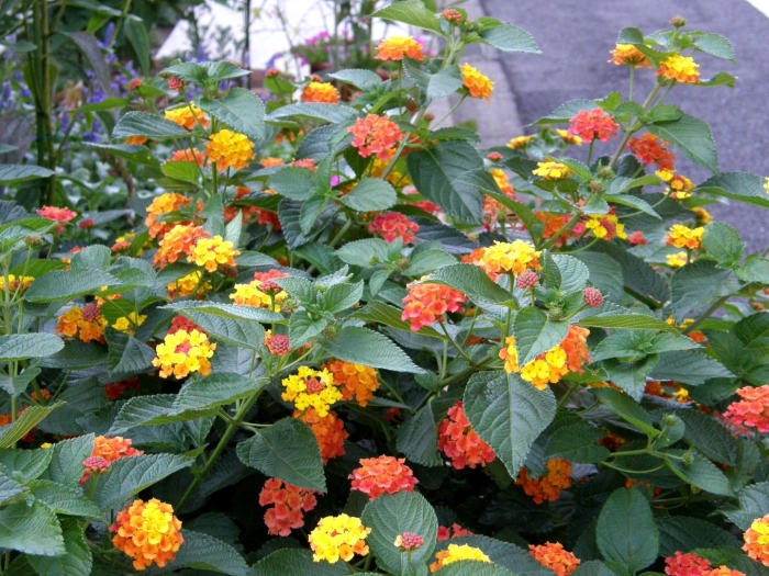 Лантана ампельная