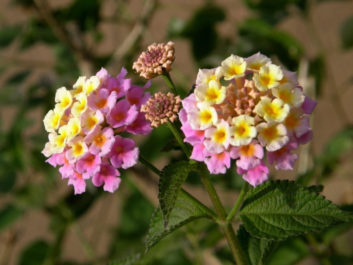 Лантана сводчатая любава