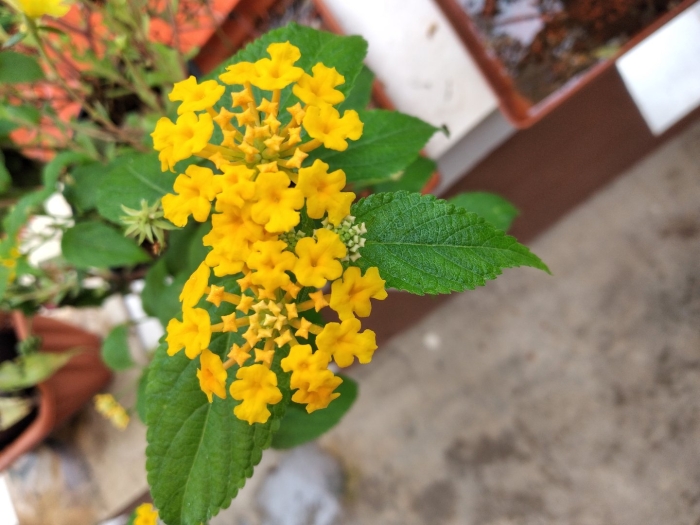 Лантана сводчатая любава